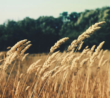 Wheat Field